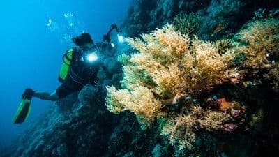 Spot Diving Ile Ape